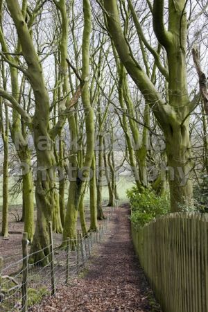 woods above fence.jpg